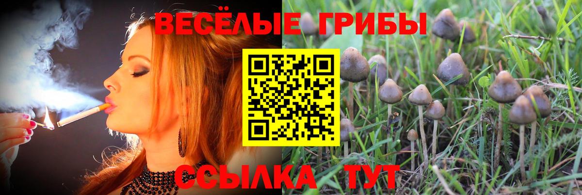 Сергиев Посад  Галлюциногенные грибы Psilocybine cubensis  Вход с VPN 